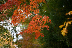 薬師池公園【薬師池と紅葉(アップ)】②20251119