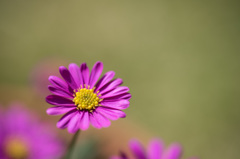 【庭の花(ブラキカムチェリッシュ)】20150429