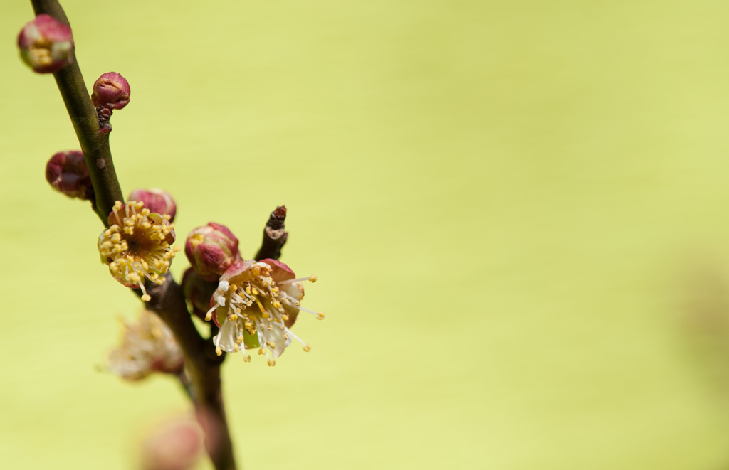 【神代植物公園(麗懸)】②20150228