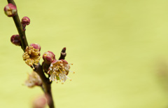 【神代植物公園(麗懸)】②20150228