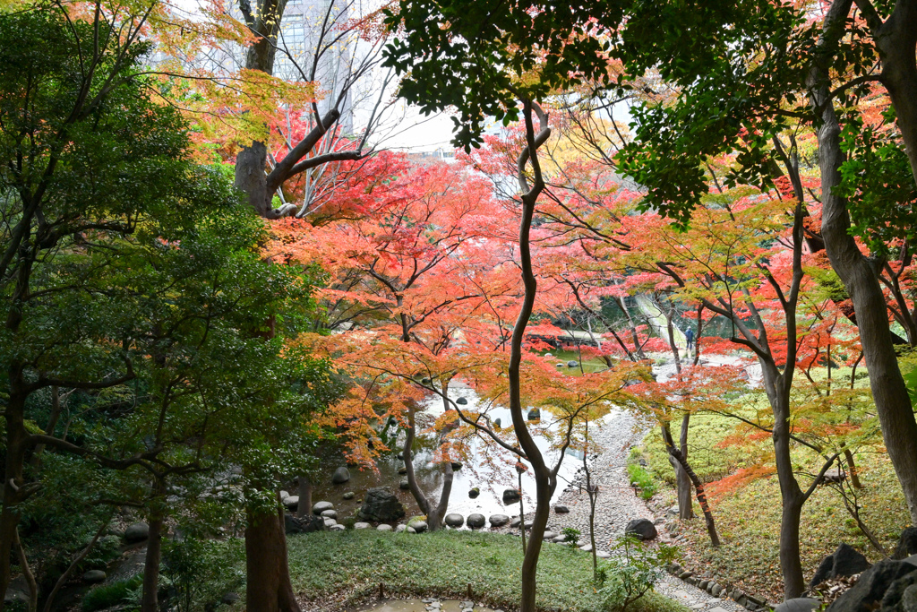 小石川後楽園【通天橋付近の紅葉】②20241202