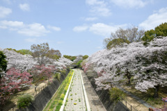 昭和記念公園【ふれあい橋からの眺め】20250408