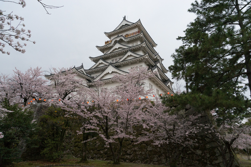 【福山城の桜】②20170410