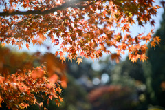 新宿御苑【中の池付近の紅葉】③20241206