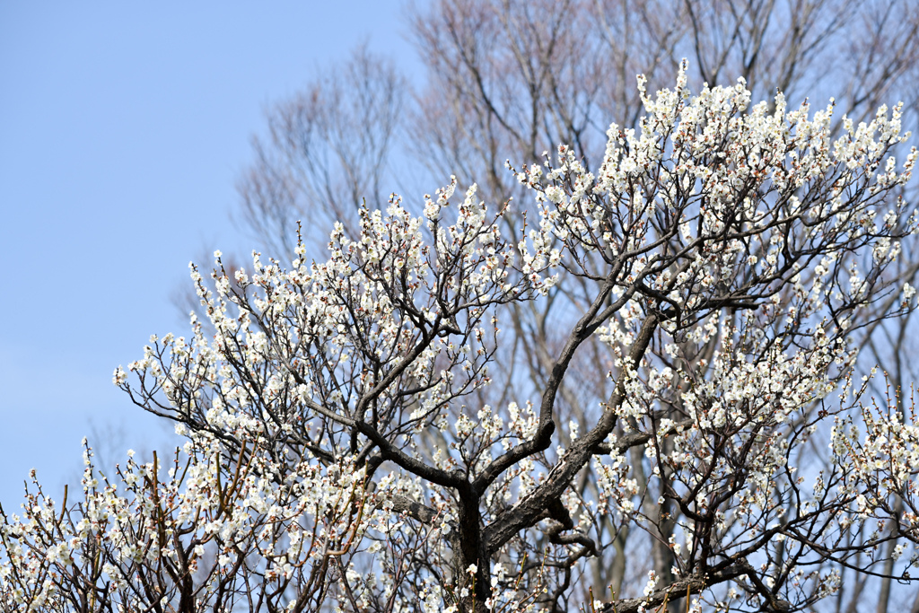 府中市郷土の森【梅：小向】①20240220