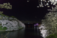 【千鳥ヶ淵の夜桜】②20170407