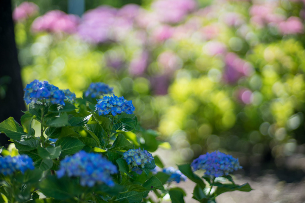 相模原北公園【紫陽花： マリンブルー】④20190616