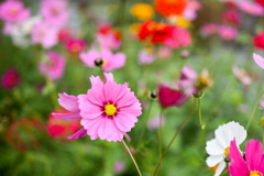 大船フラワーセンター【コスモス：ピンク系】20251102