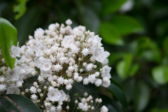 神代植物公園【カルミア】①20180503