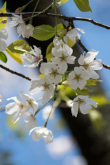 小石川植物園【桜：染井吉野(帝吉野)】④20210323