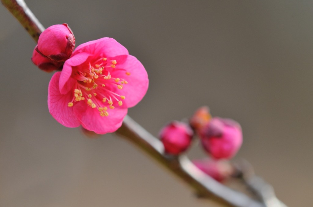 【梅】⑤20140201