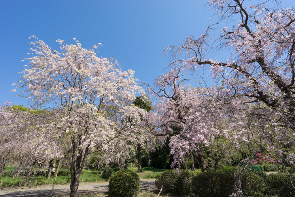 神代植物公園【八重紅枝垂桜】③20190413
