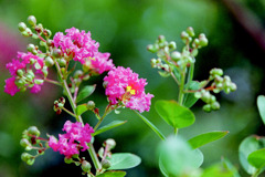 大船FC【サルスベリ：ピンク系】20200808