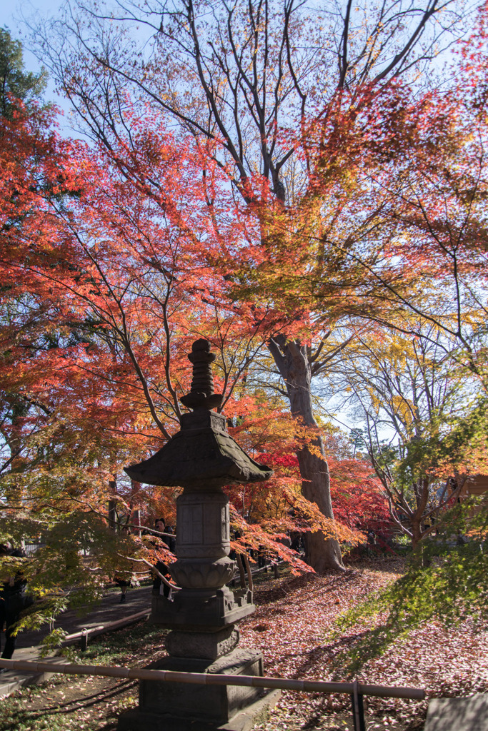 九品仏浄真寺【紅葉】①20191208