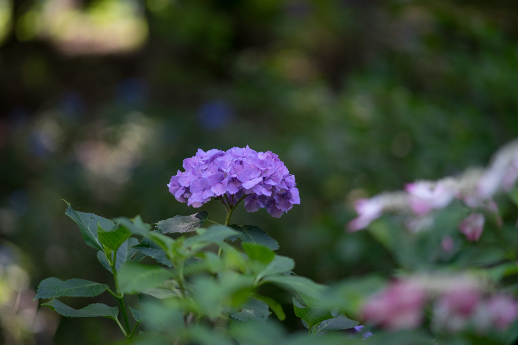 薬師池公園【紫陽花：赤系アジサイ】①20180609