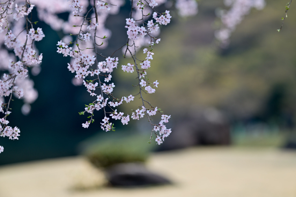 小石川後楽園【馬場桜】④20250326