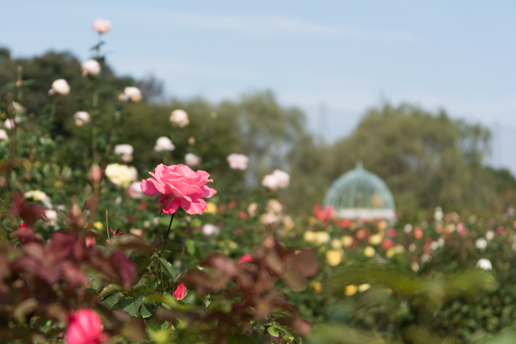 【京成バラ園(薔薇：芳純)】20161023
