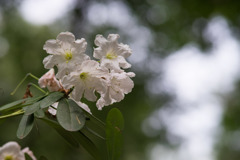神代植物公園【石楠花：デコルム】20180503