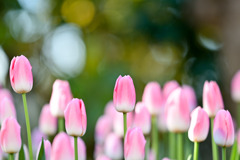 サムエル・コッキング苑【チューリップ：ダイナスティ】②20260106