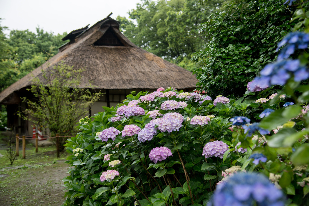 府中市郷土の森【旧河内家住宅沿いのアジサイ】20200614