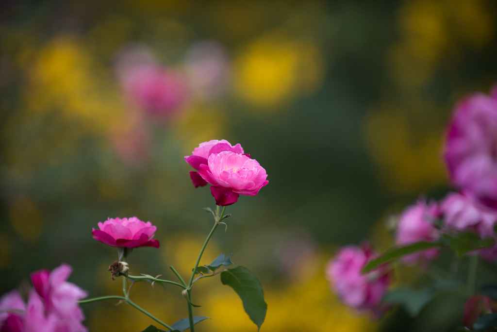 【花菜ガーデン(薔薇：ソフィーズ・パーペチュアル)】20161010