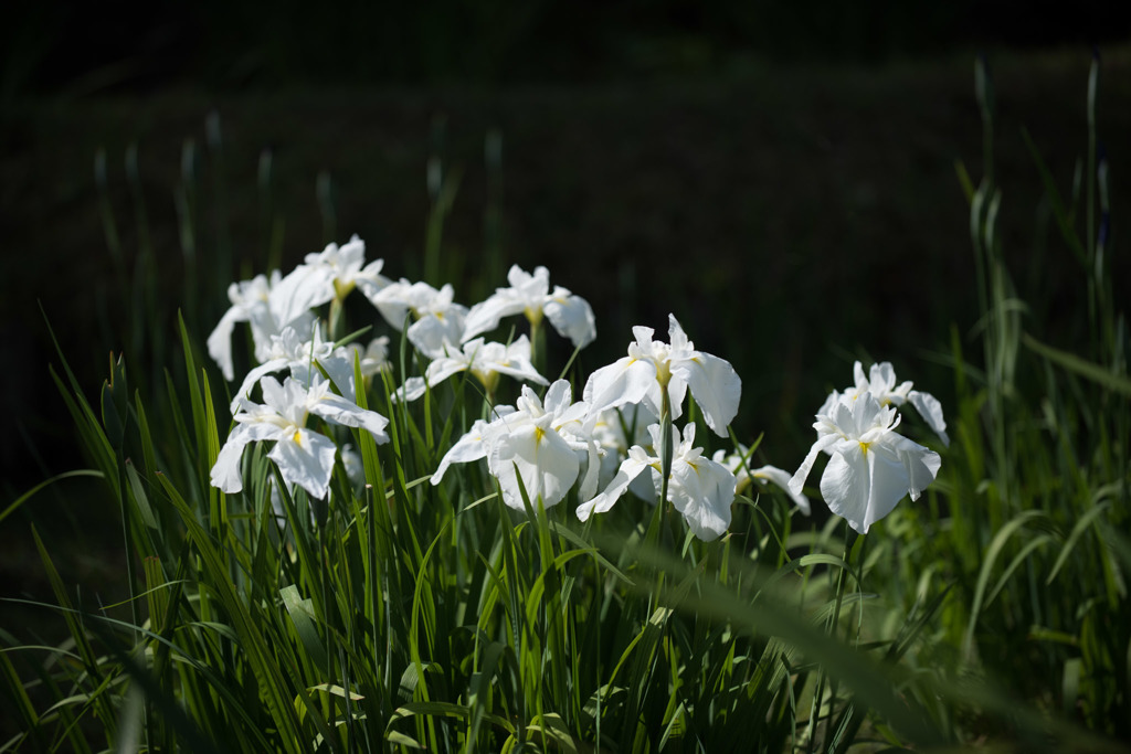 【薬師池公園(花菖蒲：白鶴)】20160604