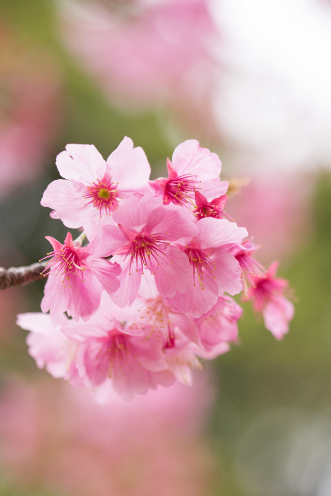 本牧山頂公園【サクラ：横浜緋桜】④20190330