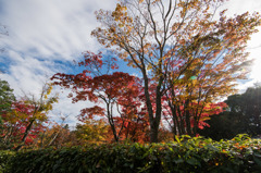 【昭和記念公園(日本庭園の紅葉)】③20151115