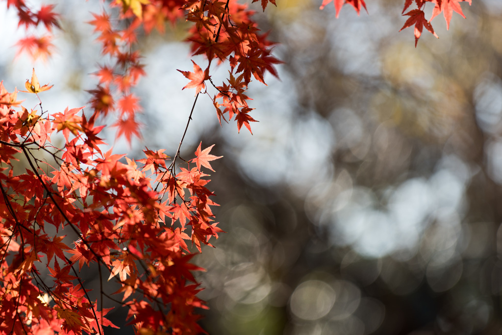 【新宿御苑：真っ赤なモミジ】20141213