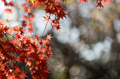 【新宿御苑：真っ赤なモミジ】20141213