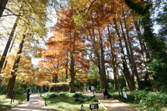 新宿御苑【母と子の森のラクウショウ】①20251124