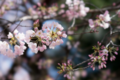 新宿御苑【桜：アメリカ】③20210323