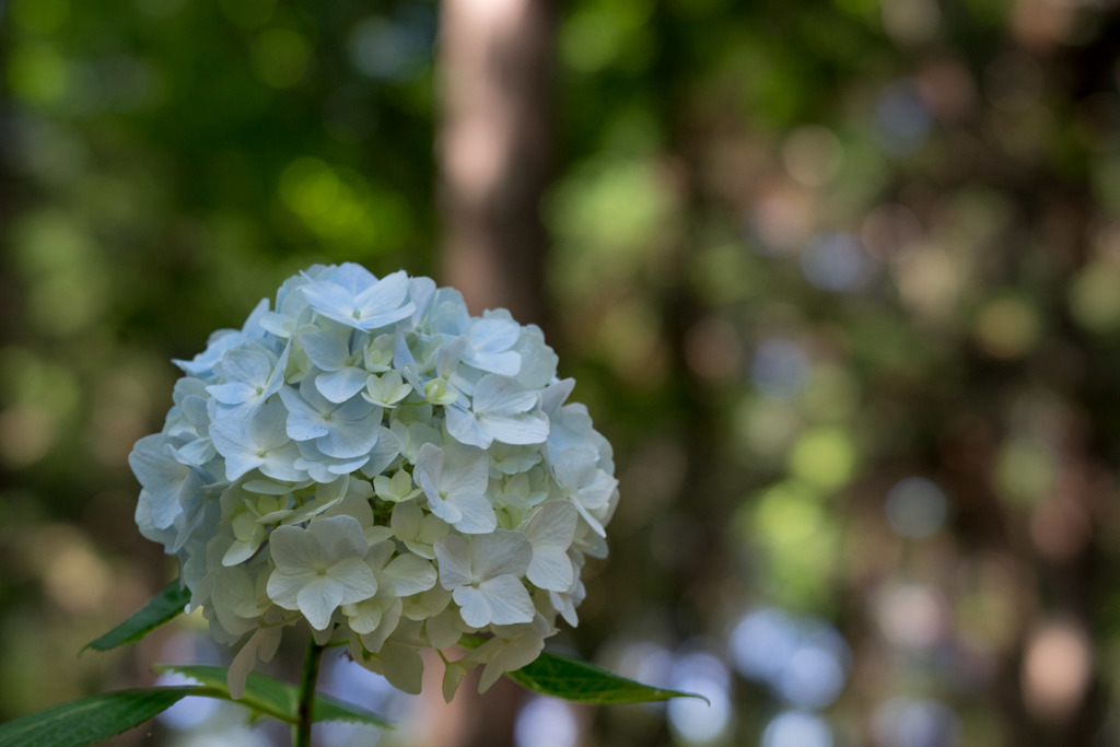 薬師池公園【白系紫陽花】②20170617