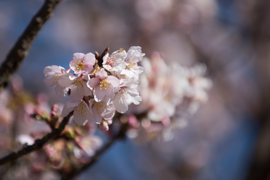 大船植物園【入口そばの玉縄桜】③20170219