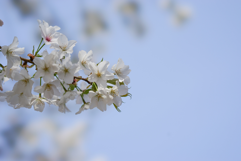 新宿御苑【桜：大島桜】①20170325