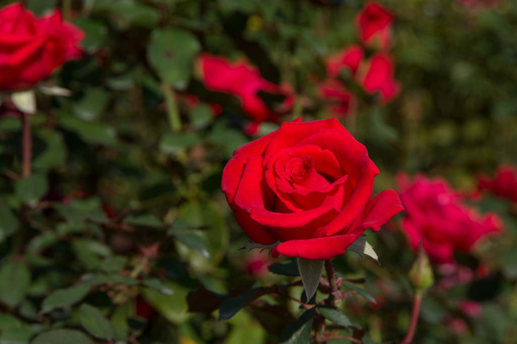 【京成バラ園(薔薇：タイムレス’98)】20161023
