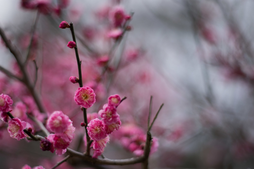 大倉山公園梅林【梅：筑紫紅】20190217