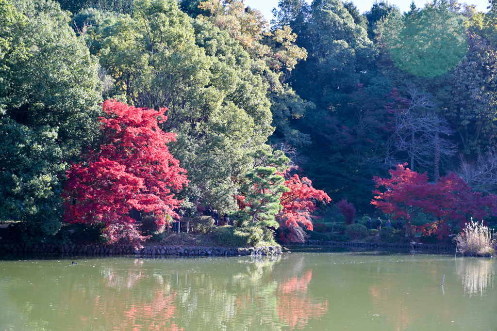 薬師池公園【薬師池と紅葉】③20241130