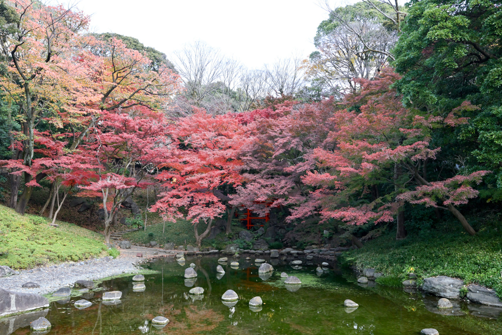 小石川後楽園【通天橋付近の紅葉】①20241202