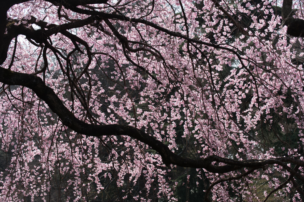 【新宿御苑(枝垂桜)】①20150322
