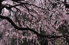【新宿御苑(枝垂桜)】①20150322