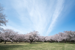 昭和記念公園【桜の園：桜の近景】①20220402