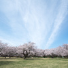 昭和記念公園【桜の園：桜の近景】①20220402