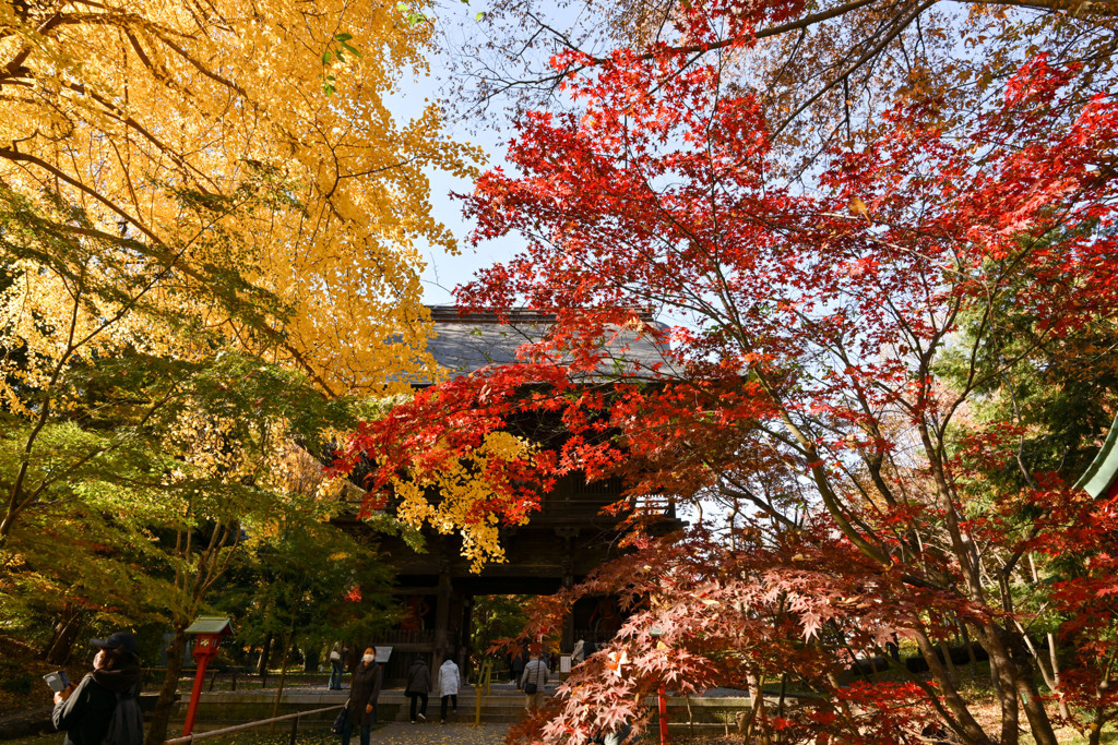 九品仏浄真寺【総門から仁王門付近の紅葉】②20241206
