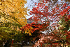 九品仏浄真寺【総門から仁王門付近の紅葉】②20241206