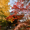 九品仏浄真寺【総門から仁王門付近の紅葉】②20241206