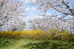 花菜ガーデン【レンギョウと染井吉野】20240411