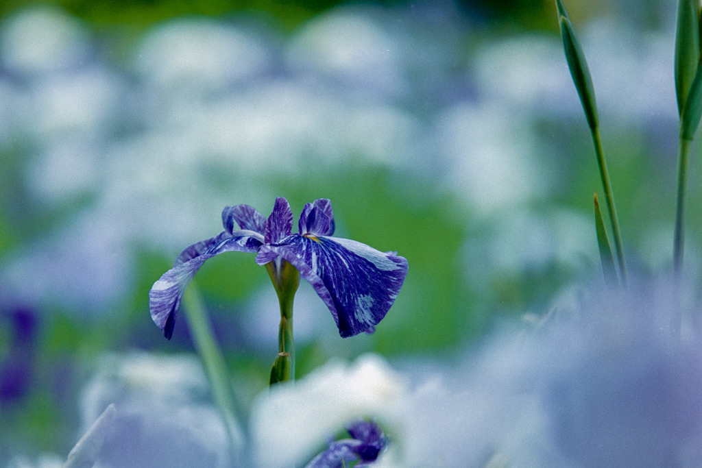 正覚寺【花菖蒲】③20180602