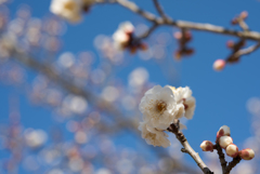 小田原フラワーガーデン【梅：明星】②20170128