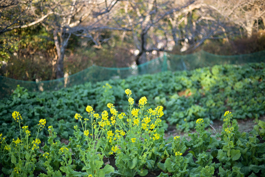 吾妻山公園【菜の花のピックアップ】③20260104